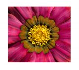 getphpbbimage.php?id=251567