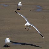 getphpbbimage.php?id=251707