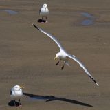 getphpbbimage.php?id=251871