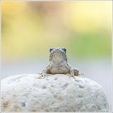 getphpbbimage.php?id=251943