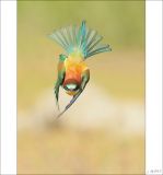 getphpbbimage.php?id=251966