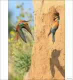 getphpbbimage.php?id=251967