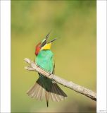 getphpbbimage.php?id=251968