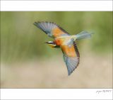 getphpbbimage.php?id=251969