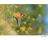 getphpbbimage.php?id=251975