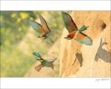 getphpbbimage.php?id=252081