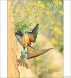 getphpbbimage.php?id=252083