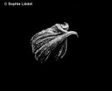 getphpbbimage.php?id=252086