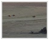 getphpbbimage.php?id=252192