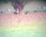 getphpbbimage.php?id=252194