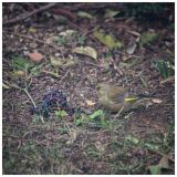 getphpbbimage.php?id=252399