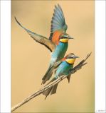 getphpbbimage.php?id=252424