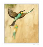 getphpbbimage.php?id=252427