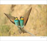 getphpbbimage.php?id=252428