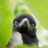 getphpbbimage.php?id=252853