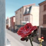 getphpbbimage.php?id=252881