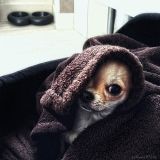 getphpbbimage.php?id=252909