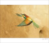 getphpbbimage.php?id=252965