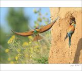 getphpbbimage.php?id=252966