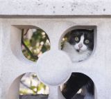 getphpbbimage.php?id=253058