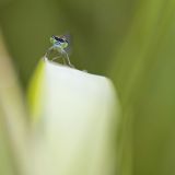 getphpbbimage.php?id=253200