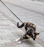 getphpbbimage.php?id=253238