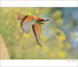 getphpbbimage.php?id=253565