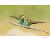 getphpbbimage.php?id=253566