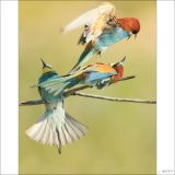 getphpbbimage.php?id=253567