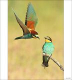 getphpbbimage.php?id=253568