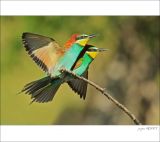 getphpbbimage.php?id=253569