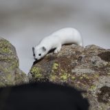 getphpbbimage.php?id=253756