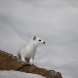 getphpbbimage.php?id=253782