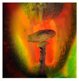 getphpbbimage.php?id=253891