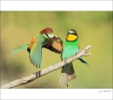 getphpbbimage.php?id=254068