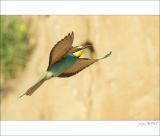 getphpbbimage.php?id=254070