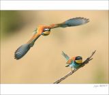 getphpbbimage.php?id=254071