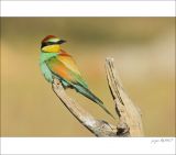 getphpbbimage.php?id=254073