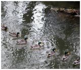 getphpbbimage.php?id=254089