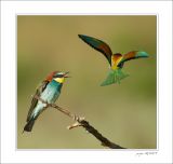 getphpbbimage.php?id=254107