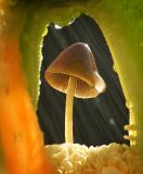 getphpbbimage.php?id=254148