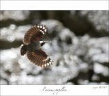 getphpbbimage.php?id=254219