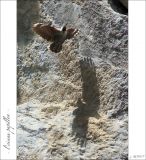 getphpbbimage.php?id=254223