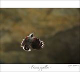 getphpbbimage.php?id=254224