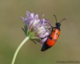 getphpbbimage.php?id=254246