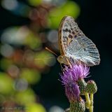 getphpbbimage.php?id=254388