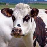 getphpbbimage.php?id=255176