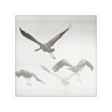 getphpbbimage.php?id=255230