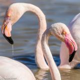 getphpbbimage.php?id=255357