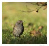 getphpbbimage.php?id=255415